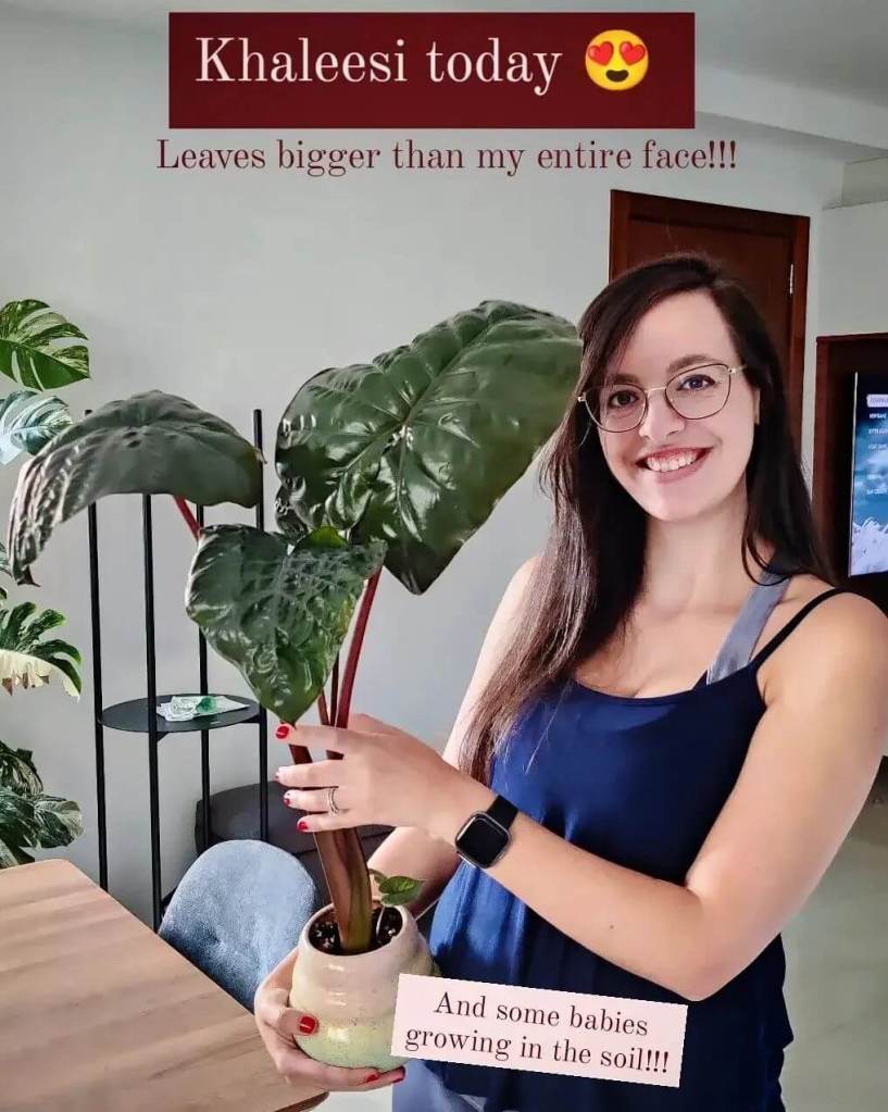 shelley's indoor jungle malta