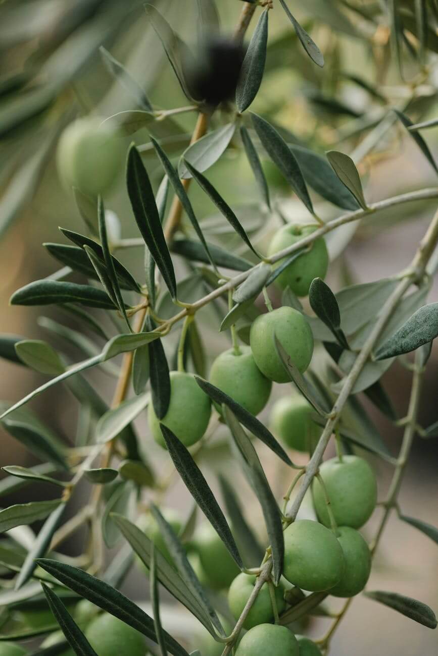 branch with green olives on farm in daylight