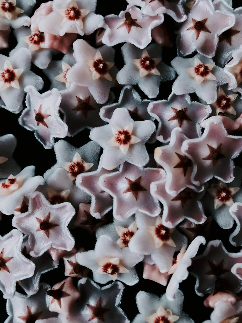 star shaped flowers in bloom