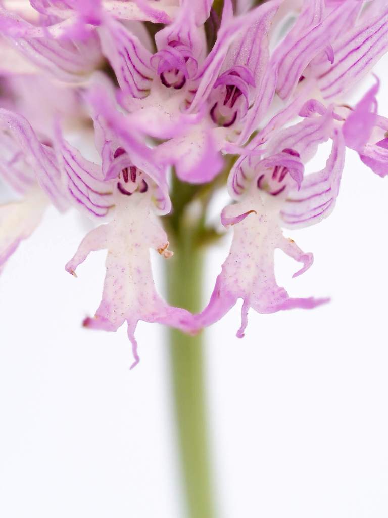 photo of wild orchid flower in Malta