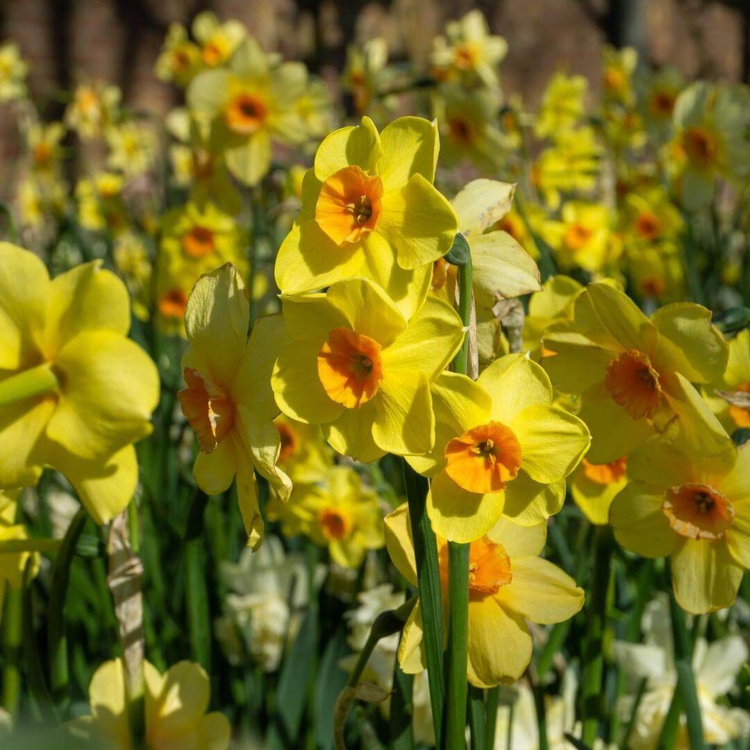 Ảnh có chứa cây, hoa, bó hoa, vàng

Mô tả được tạo tự động