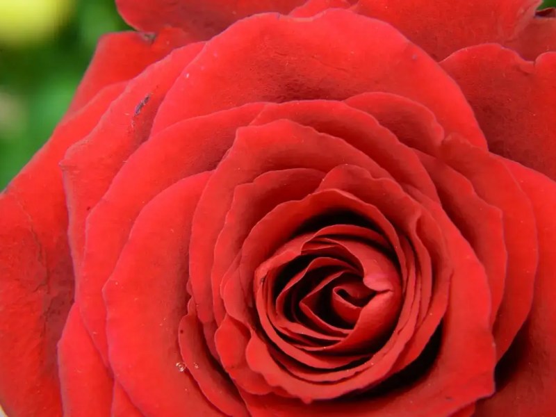 Mr Lincoln Rose: elegance in a deep red&nbsp;shade