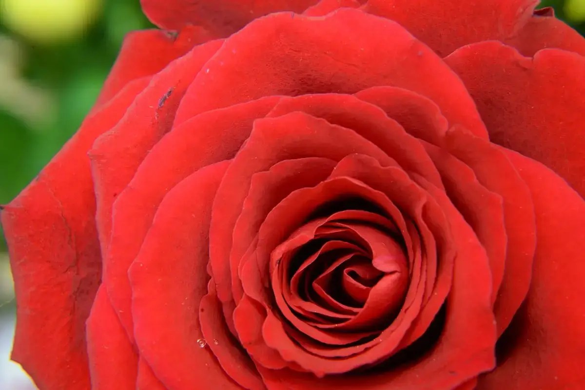 red rose flower