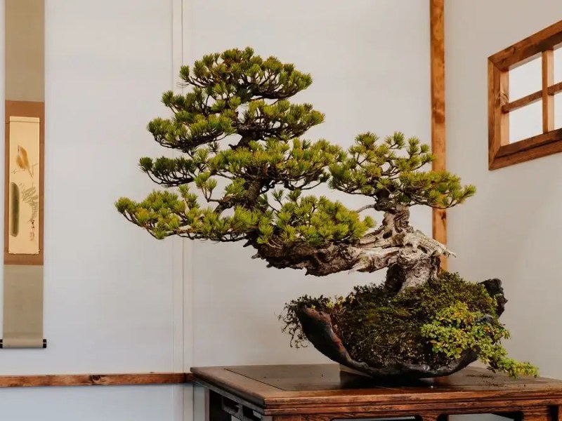 The Art of Bonsai: Beautiful, but is it&nbsp;Brutal?