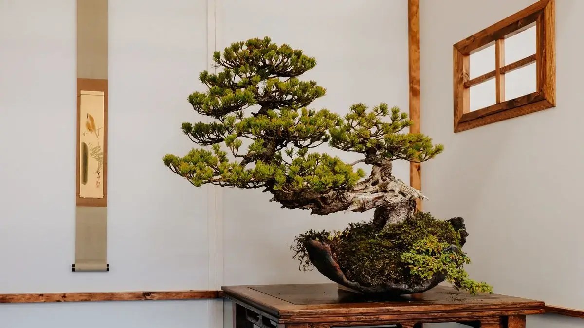bonsai