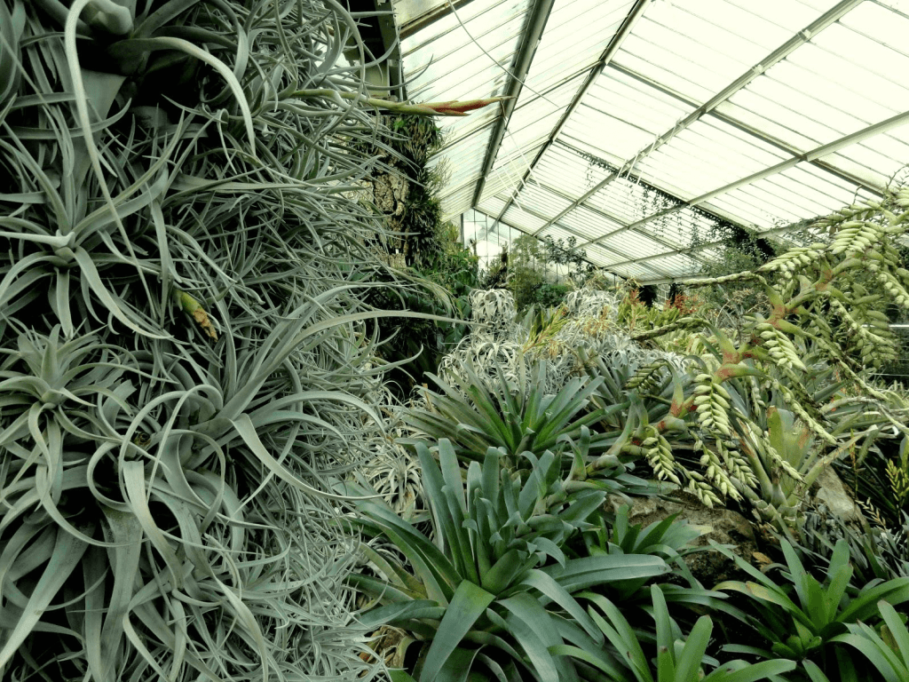 plants in glasshouse