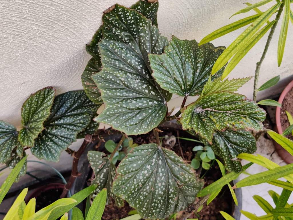 angel wing begonia