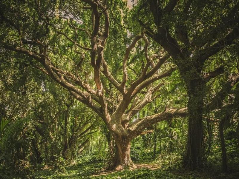 Oak Trees Buying & Growing&nbsp;Guide