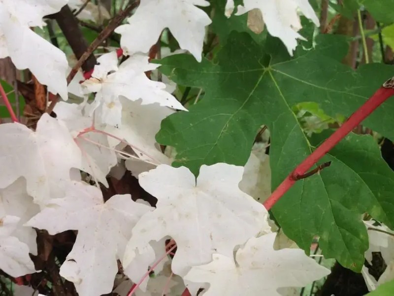 Albino Plants: The Enchanting World of Nature’s Rare and Ethereal&nbsp;Beauties