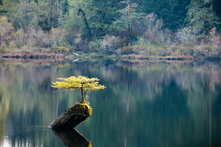 lake and trees