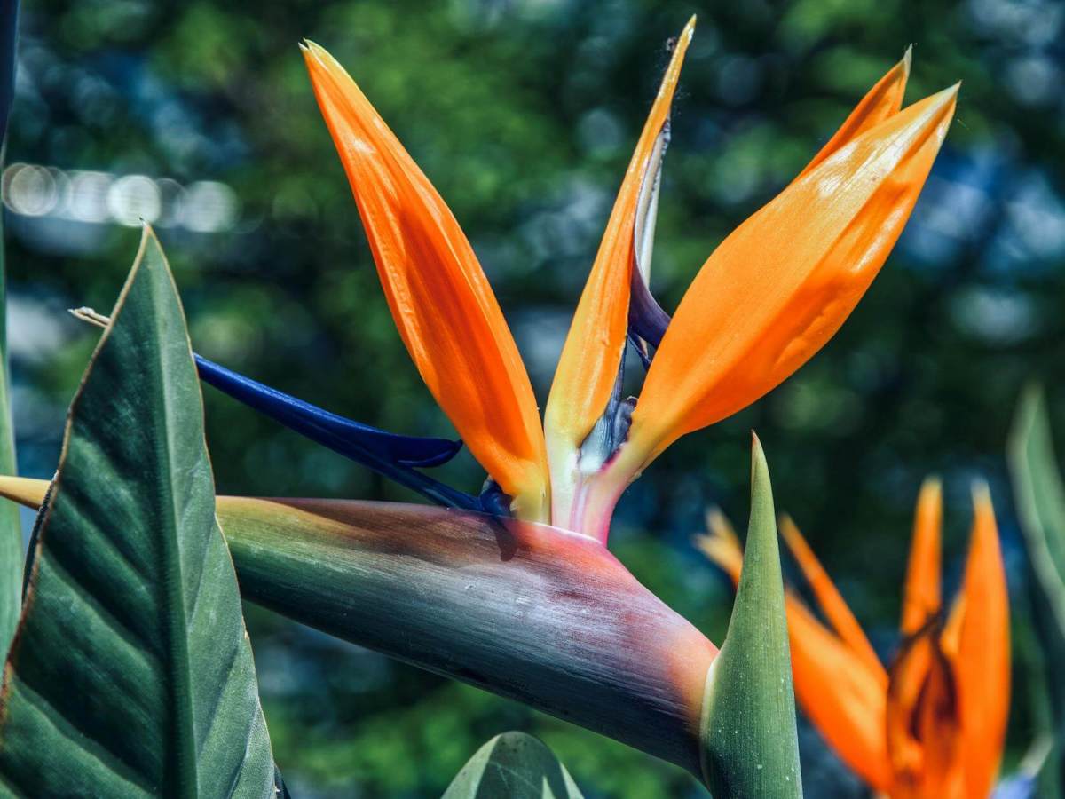 Caring for Your Bird of Paradise Plant: A Simple&nbsp;Guide