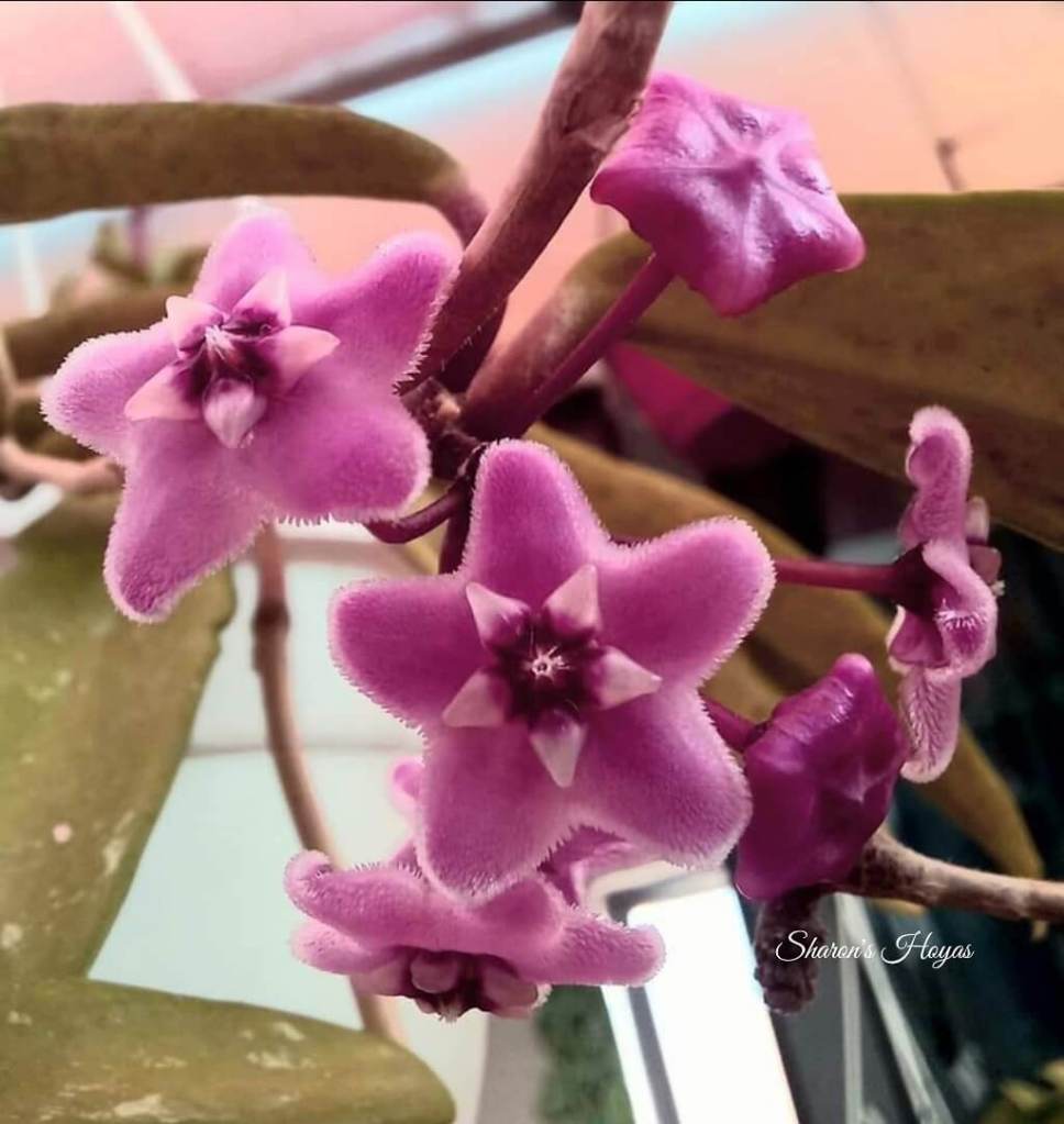 Sharon's Hoyas, Flowers in Malta