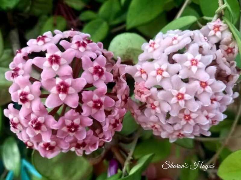 Gardening Interview – Sharon’s Hoyas 