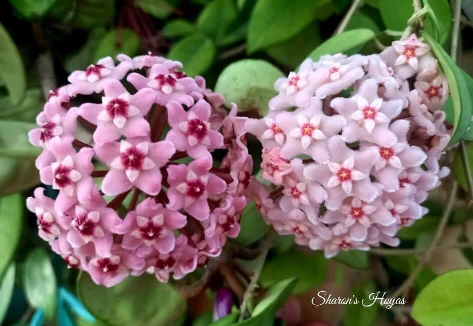 Sharon's Hoyas, Flowers in Malta
