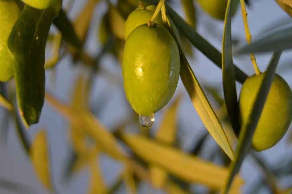 Green olives growing tree