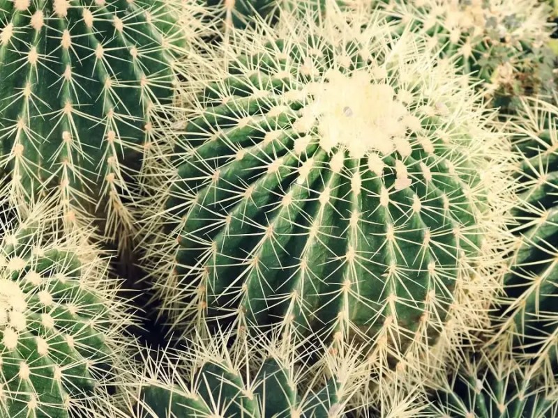 Life is tough, but so are&nbsp;cacti!