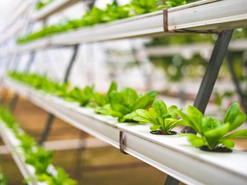What Is Hydroponic&nbsp;Gardening?