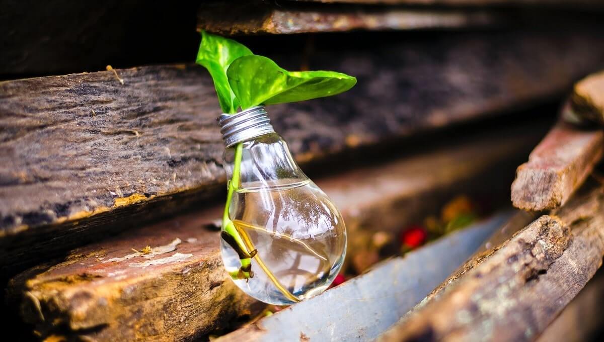 plant in light bulb