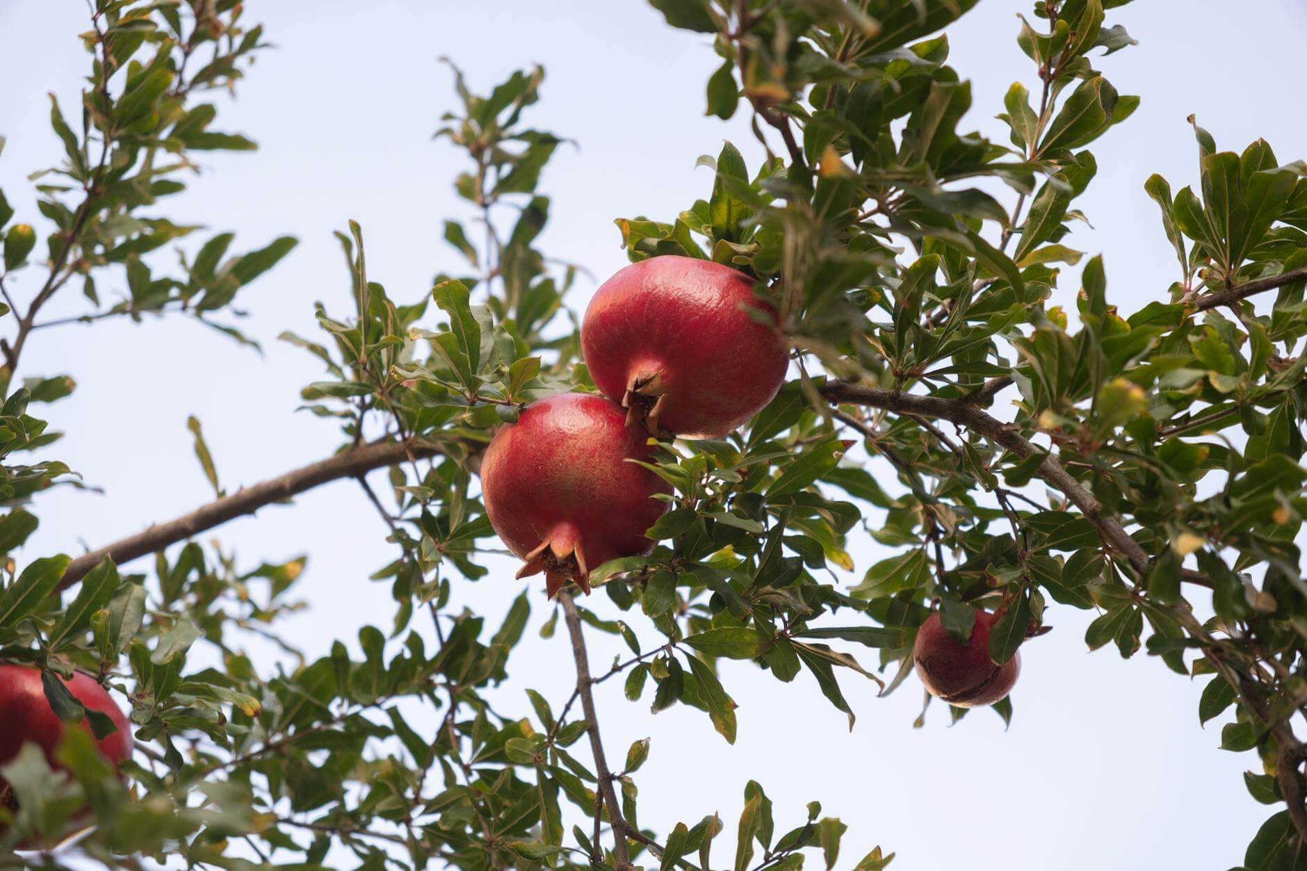ripe pomegranates on branch in izmir turkiye