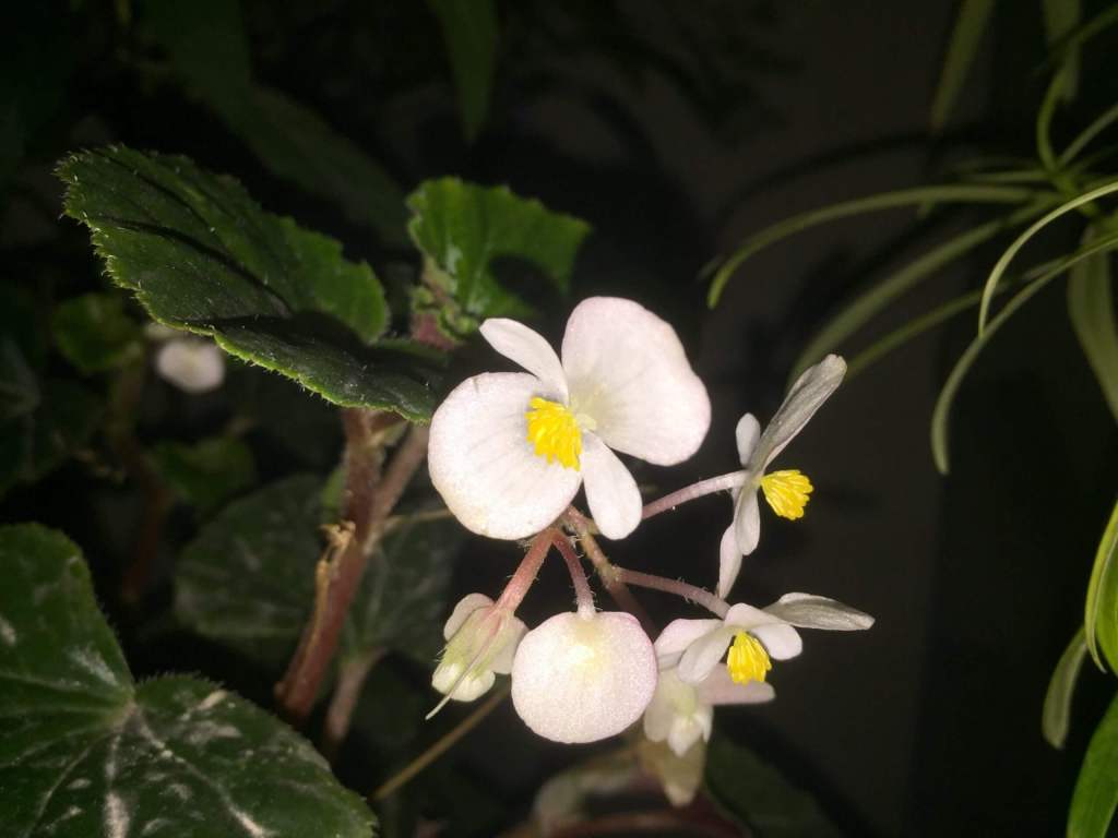 begonia flowers 2