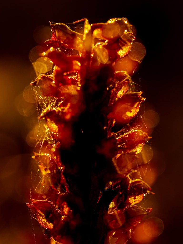 photo of wild orchid flower in Malta