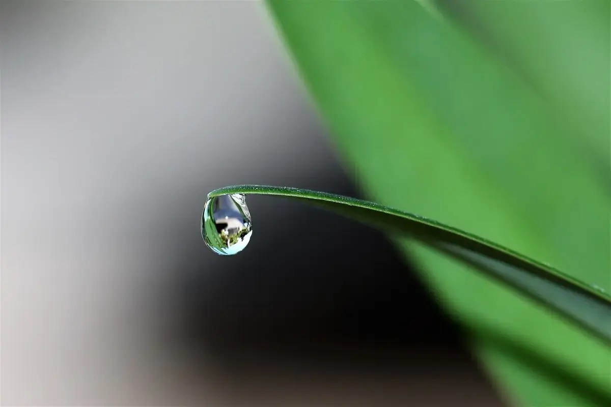 water drop on leaf
