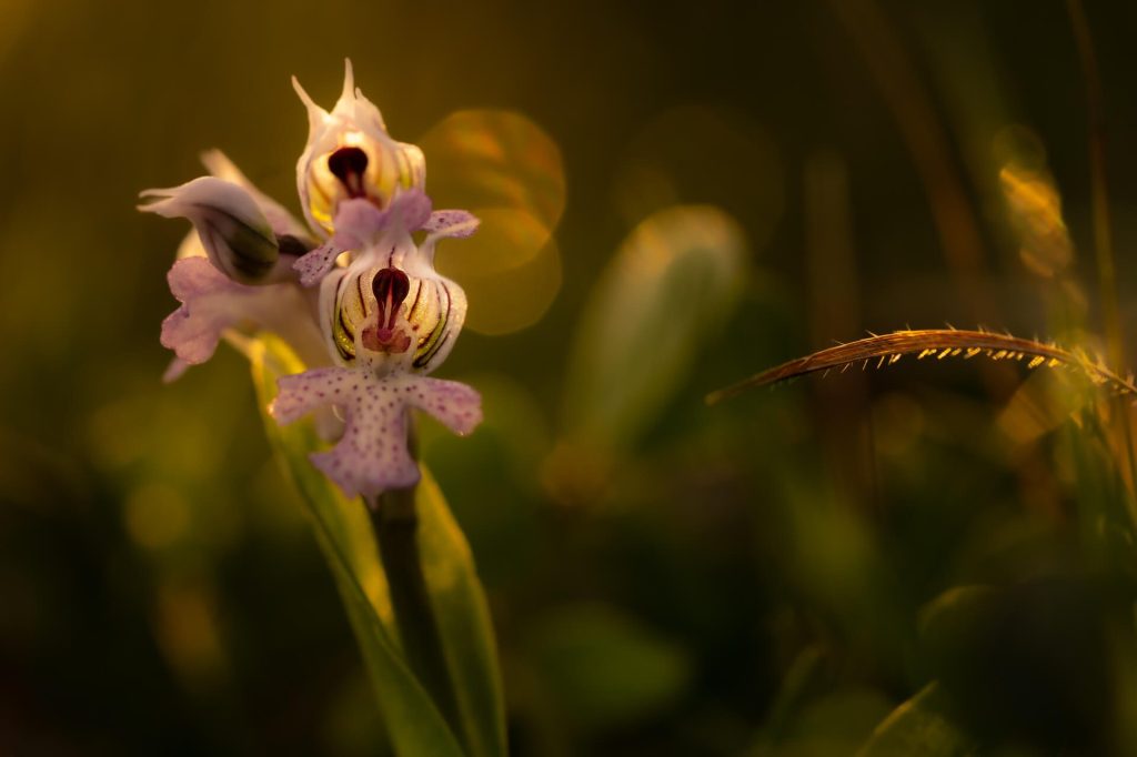 photo of wild orchid flower in Malta