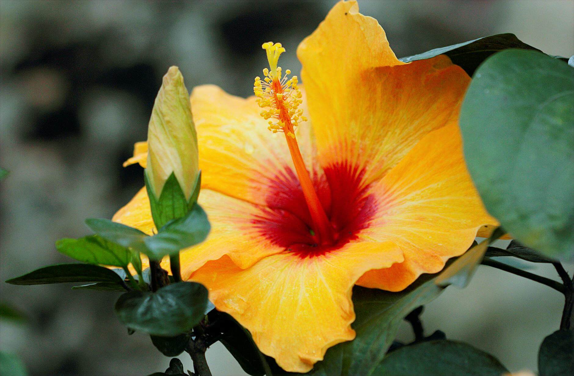 yellow hibiscus