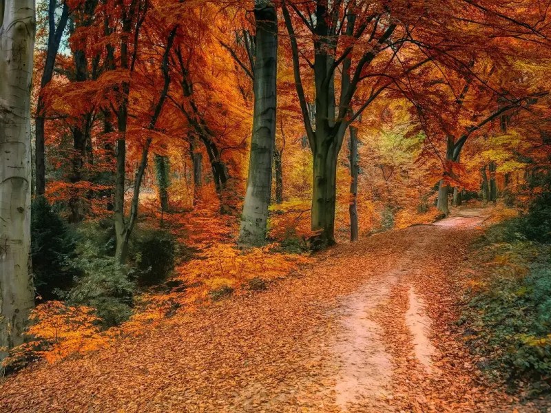 Fantastic Fried Fall&nbsp;Foliage