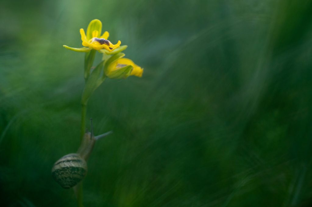 photo of wild orchid flower in Malta