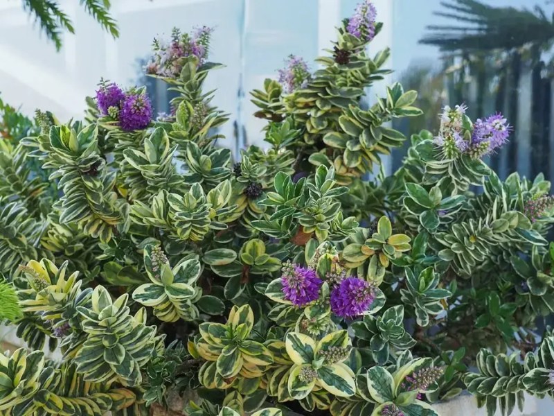 The beautiful yet unusual foliage of&nbsp;Hebes