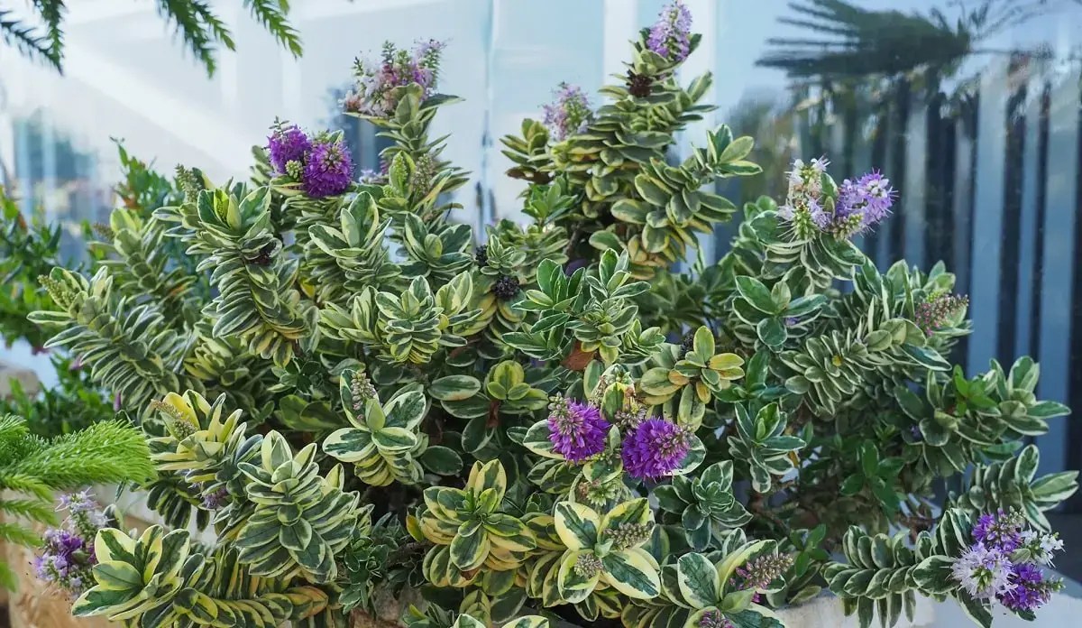 The beautiful yet unusual foliage of&nbsp;Hebes