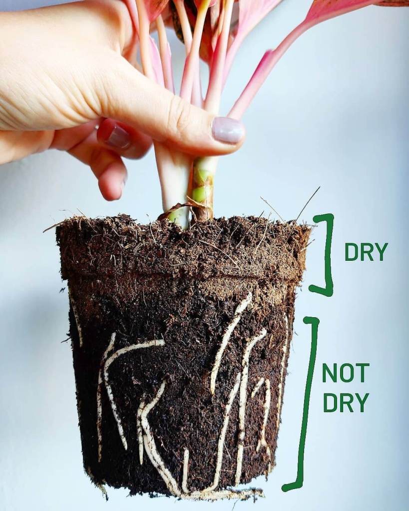 shelley's indoor jungle malta