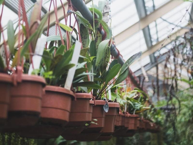 Fantastic plants and where to find&nbsp;them