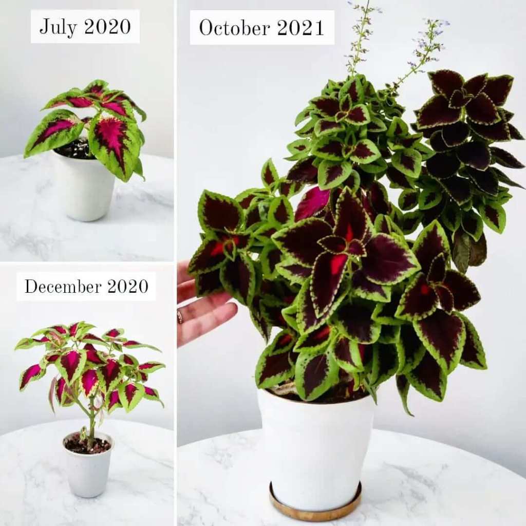 shelley's indoor jungle malta