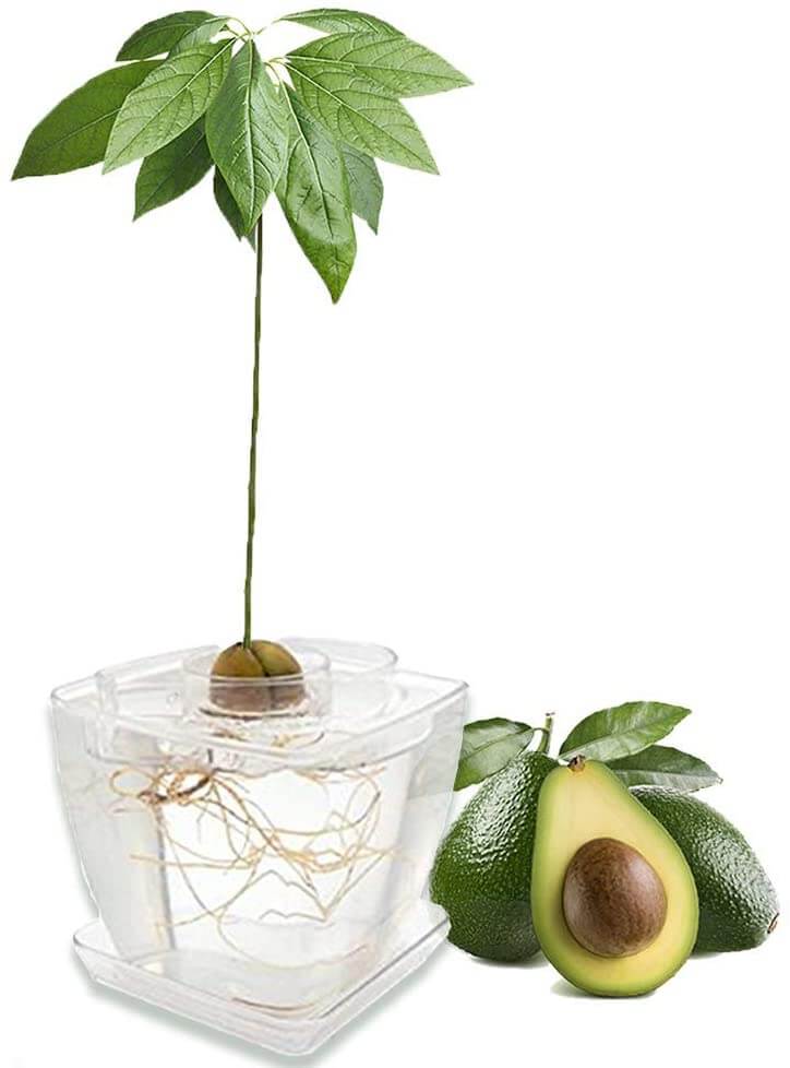  Avocado Tree Growing Kit
