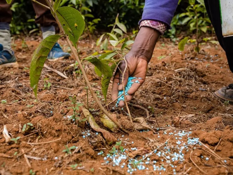 Enhancing Your Garden’s Growth: The Essential Guide to Gardening Fertilizers in the&nbsp;UK