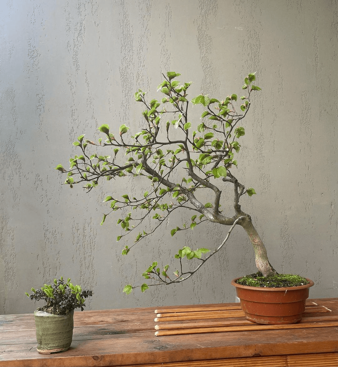 bonsai plant