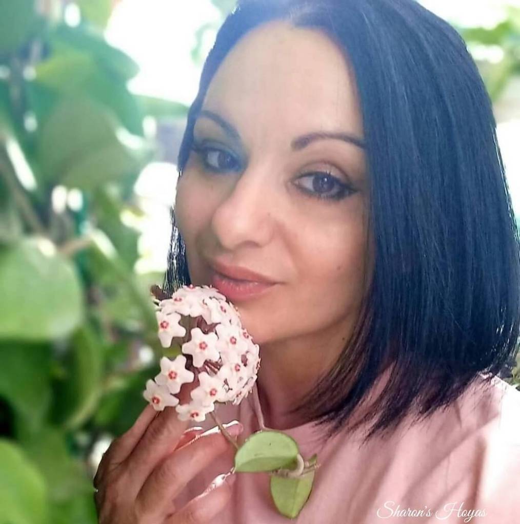Sharon's Hoyas, Flowers in Malta