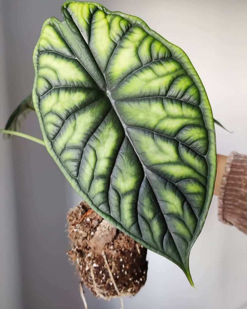 shelley's indoor jungle malta