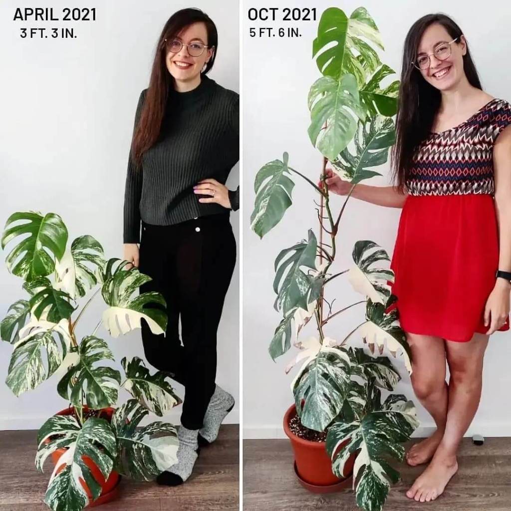 shelley's indoor jungle malta