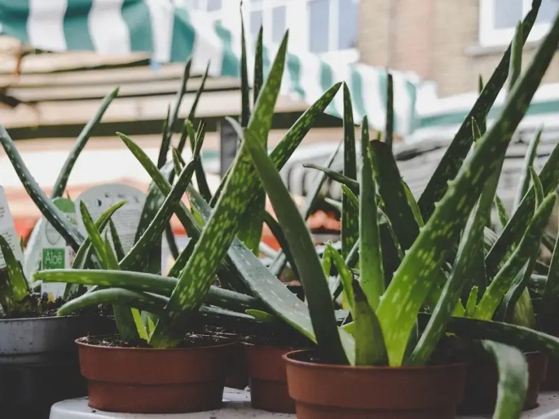 Aloe vera smoothie for your&nbsp;garden