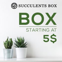 Succulents Box