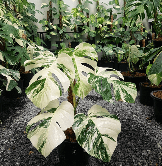 Monstera Borsigiana Albo Variegata