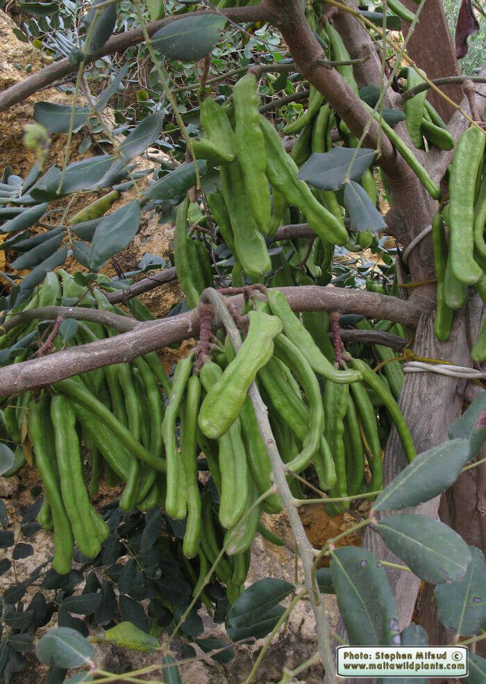 carob tree pods