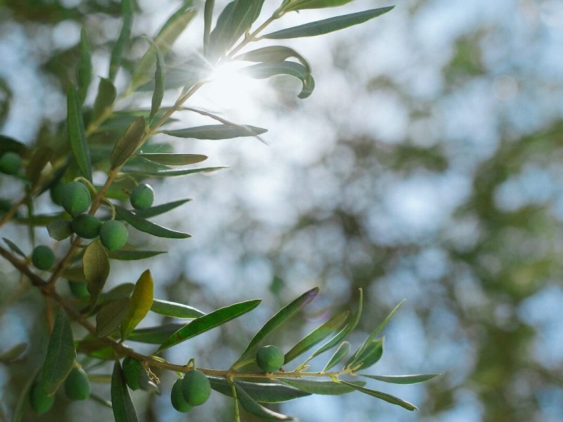 Olive Trees – How to Grow Olive&nbsp;Trees