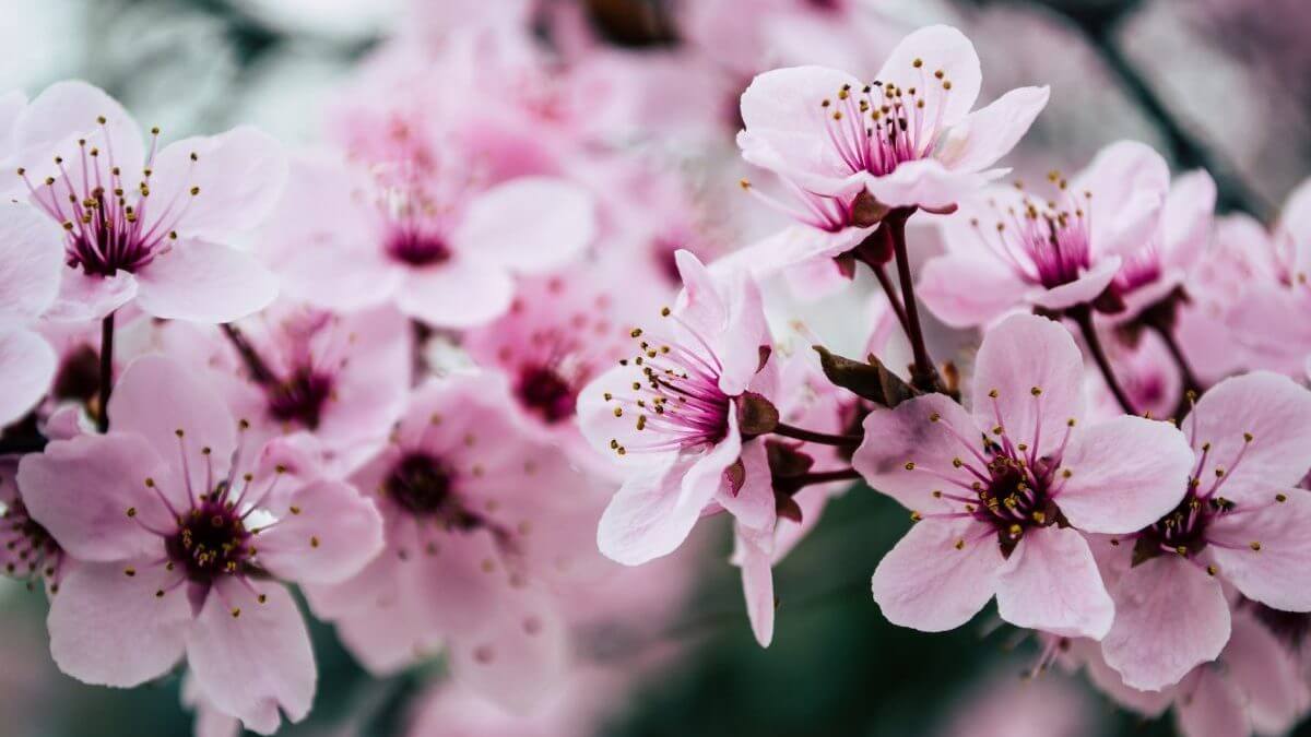 pink petaled flowers closeup photo