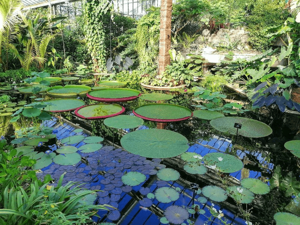 botanic garden pond