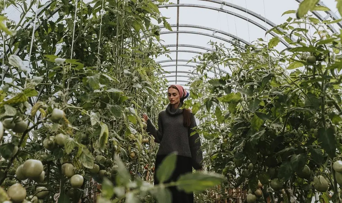 gardener growing tomatoes