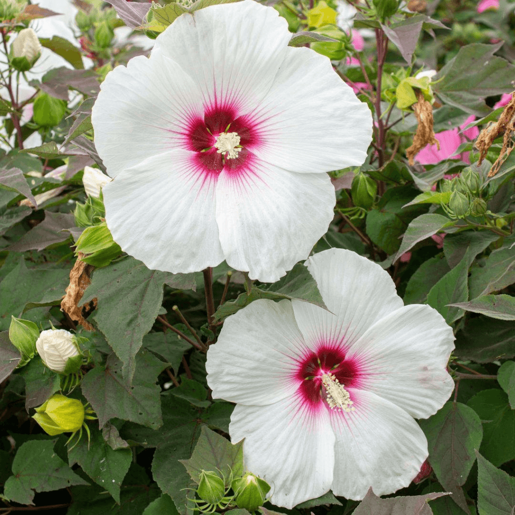 white and pink hibiscus flower